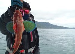 愛裕南丸 釣果