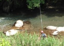 大井川(大井川(非)漁業協同組合) 釣果