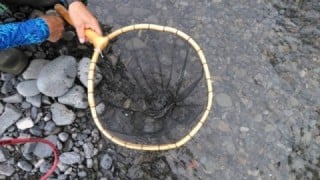 大井川（大井川(非)漁業協同組合） 釣果