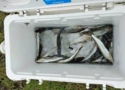 大井川(大井川(非)漁業協同組合) 釣果