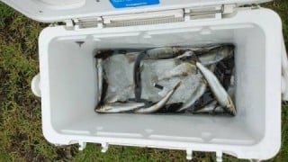 大井川(大井川(非)漁業協同組合) 釣果