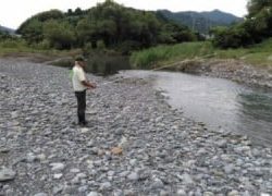 大井川(大井川(非)漁業協同組合) 釣果