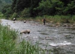 大井川(大井川(非)漁業協同組合) 釣果