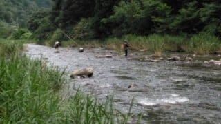 大井川(大井川(非)漁業協同組合) 釣果