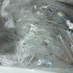 海龍丸（福岡） 釣果