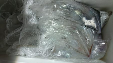 海龍丸（福岡） 釣果