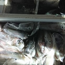 海龍丸（福岡） 釣果