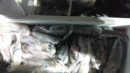 海龍丸（福岡） 釣果