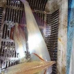 海龍丸（福岡） 釣果