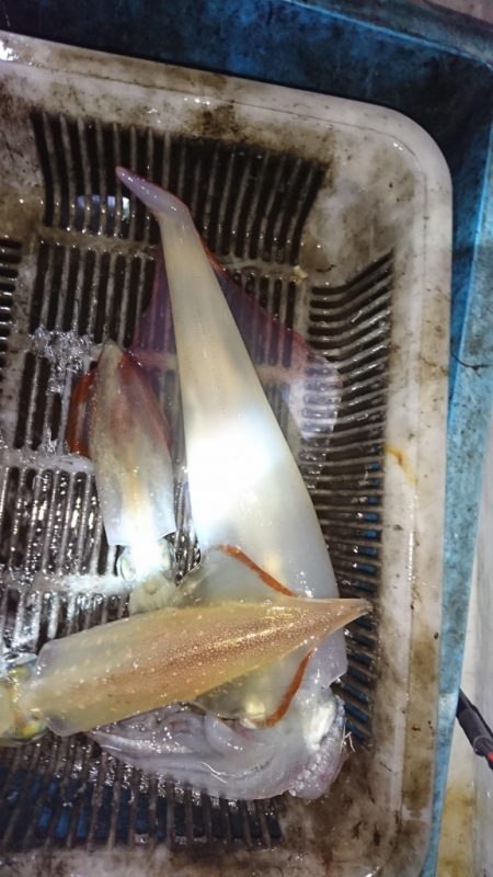 海龍丸（福岡） 釣果