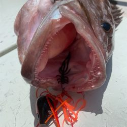 マタウマリンサービス 釣果