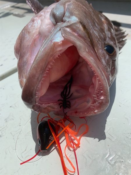 マタウマリンサービス 釣果