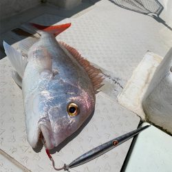 マタウマリンサービス 釣果