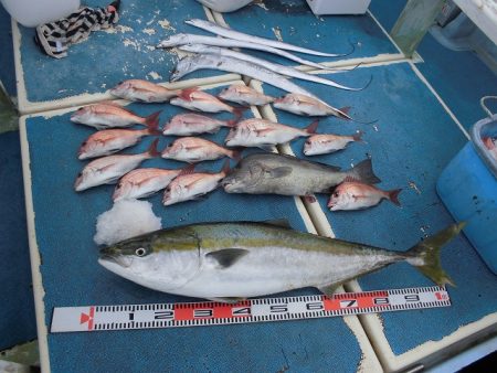 十八宝洋丸 釣果