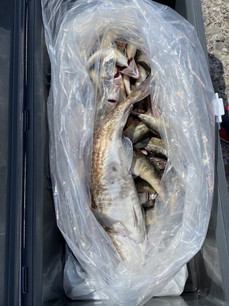 第八平成丸 釣果