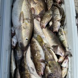 第八平成丸 釣果