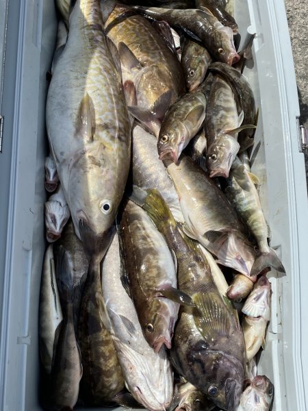 第八平成丸 釣果