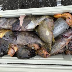 第八平成丸 釣果