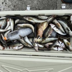 第八平成丸 釣果