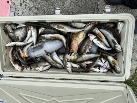 第八平成丸 釣果