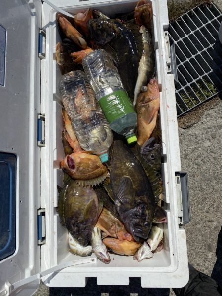第八平成丸 釣果