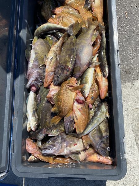 第八平成丸 釣果