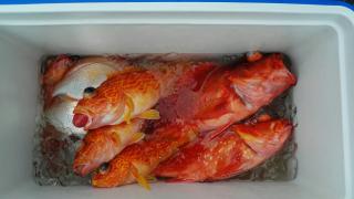 長栄丸(静岡) 釣果