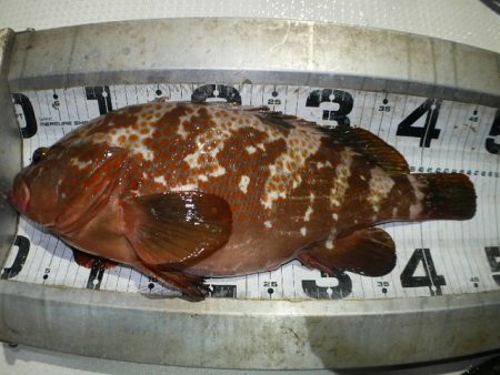 TOPGUN名古屋 釣果