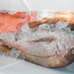 こうゆう丸 釣果