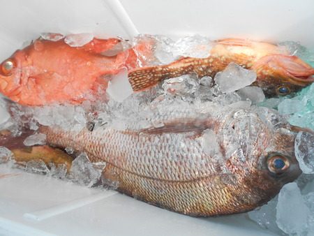 こうゆう丸 釣果