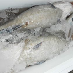 こうゆう丸 釣果