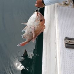 遊漁船 ニライカナイ 釣果