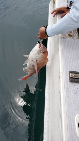 遊漁船 ニライカナイ 釣果