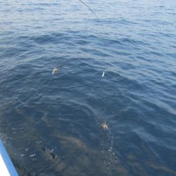 ジギング船 BLUEWATER 釣果