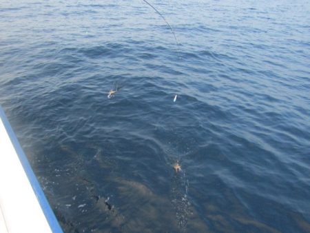 ジギング船 BLUEWATER 釣果