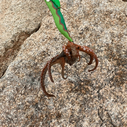 姫路タコ(2020-3)