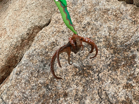 姫路タコ(2020-3)