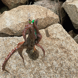 姫路タコ(2020-3)