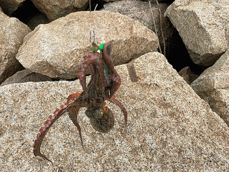 姫路タコ(2020-3)