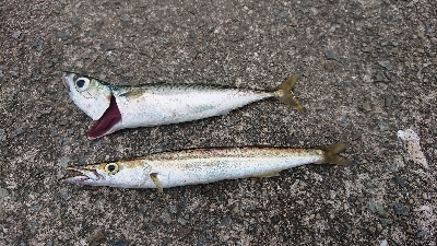 超ライトショアジギング