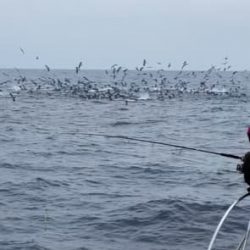 へいみつ丸 釣果
