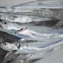 こうゆう丸 釣果