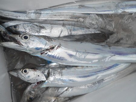 こうゆう丸 釣果