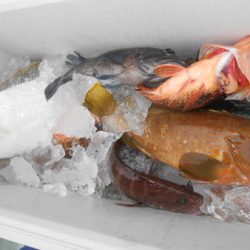 こうゆう丸 釣果