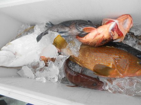 こうゆう丸 釣果