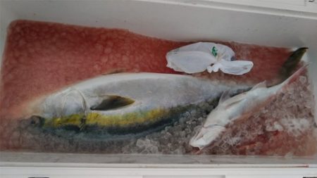 遊漁船 新鋭丸 釣果