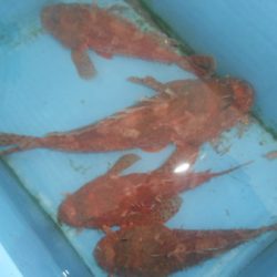 こうゆう丸 釣果