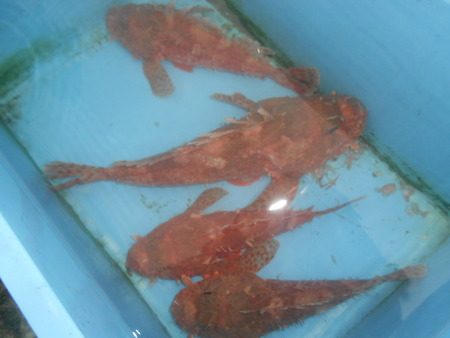 こうゆう丸 釣果