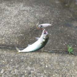 『釣れた』ではなく『釣った』と言う楽しみ！【サンライン×ジャングルジム　インプレッション】