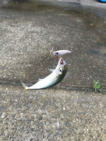 『釣れた』ではなく『釣った』と言う楽しみ！【サンライン×ジャングルジム　インプレッション】